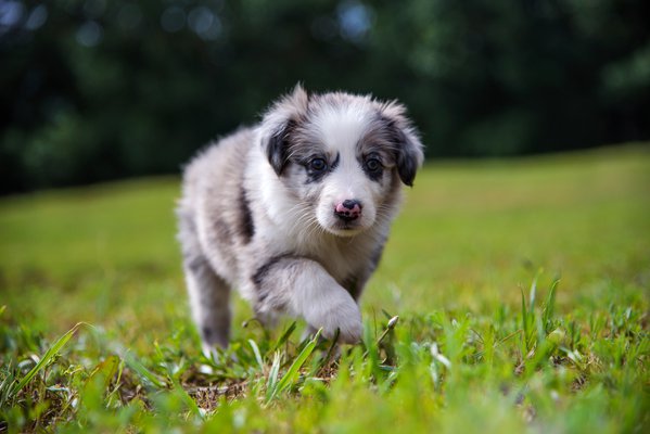 Pet example