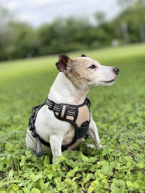 Pet example