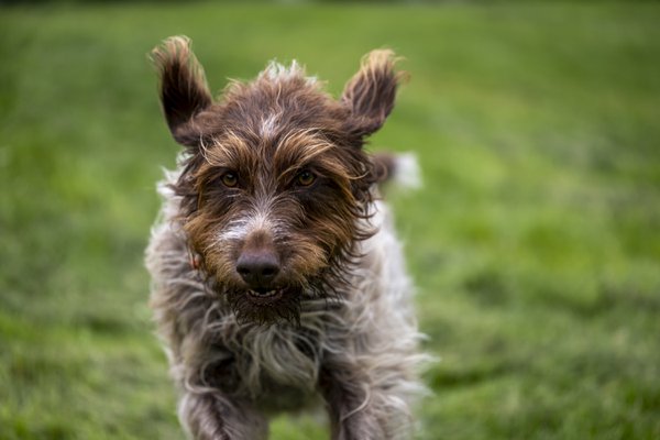 Pet example