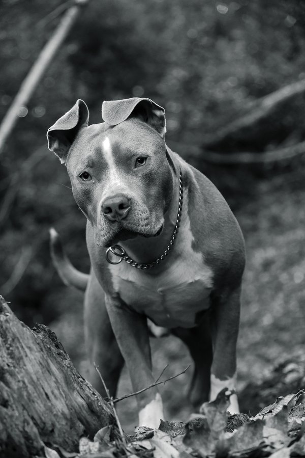 Pet example