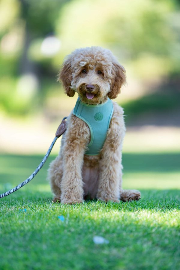 Pet example