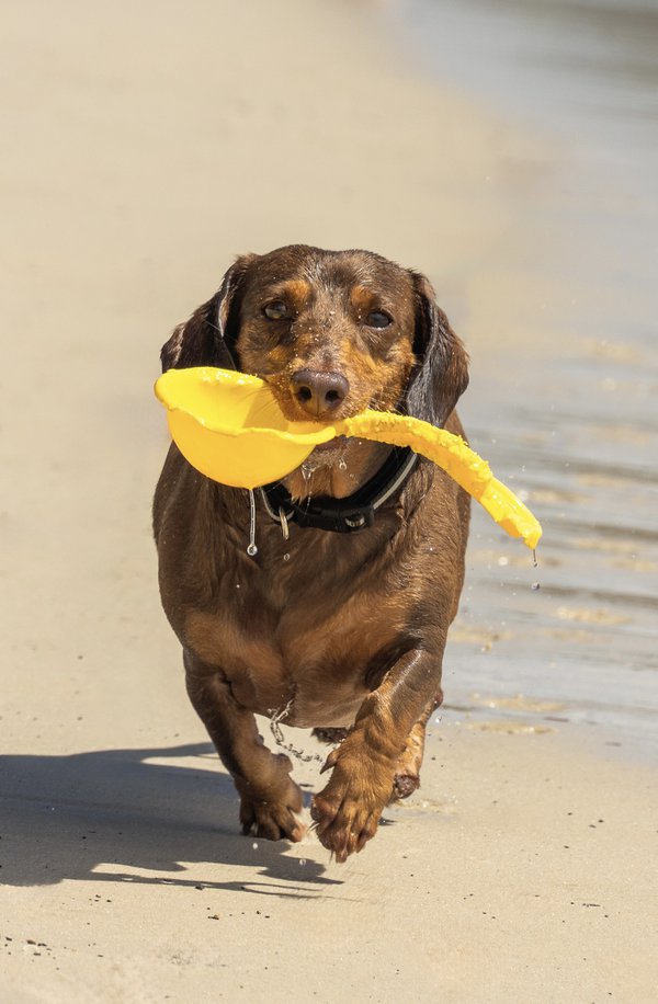 Pet example