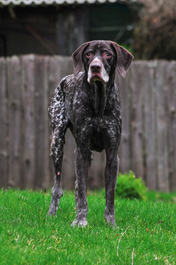 Pet example
