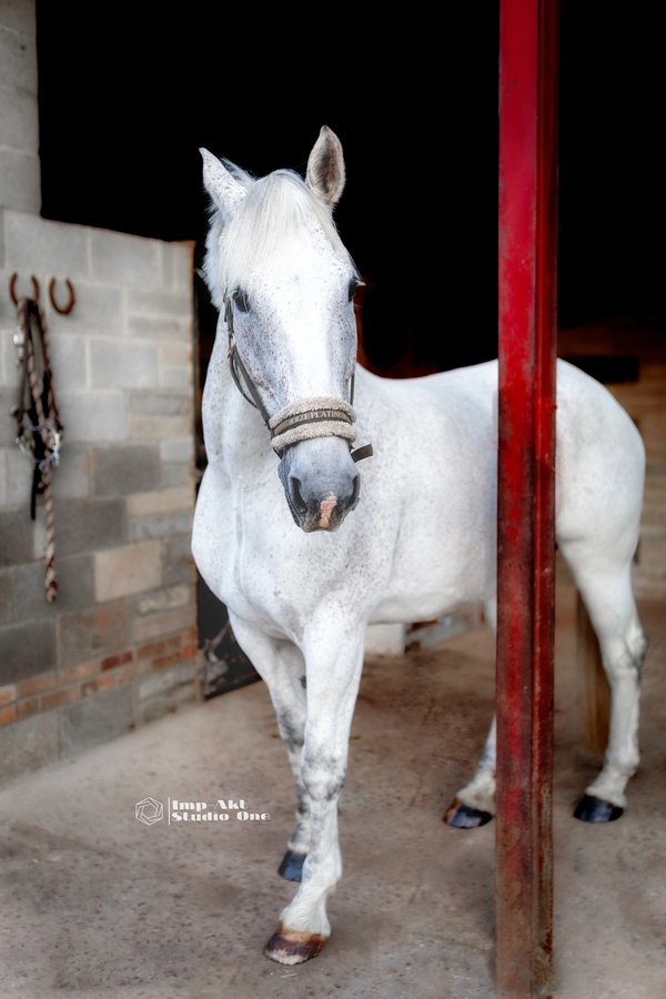 Pet example