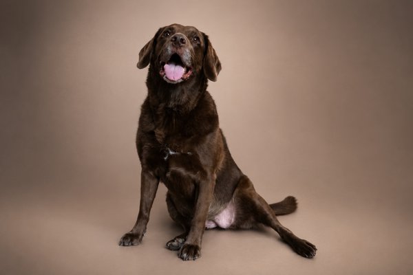 Pet example