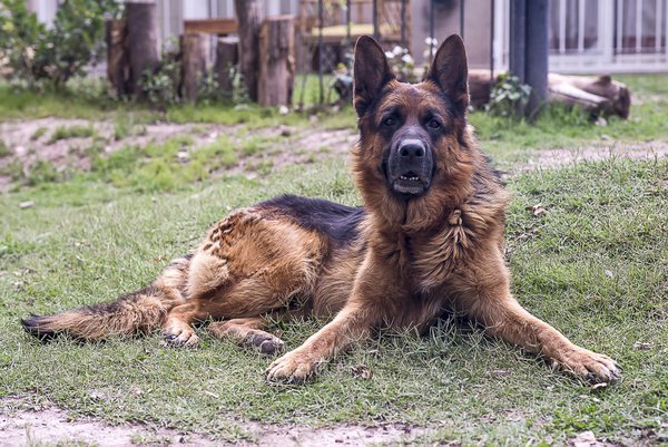 Pet example