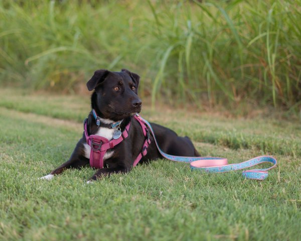 Pet example