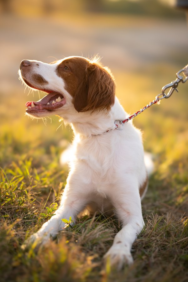 Pet example