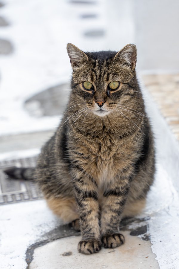 Pet example