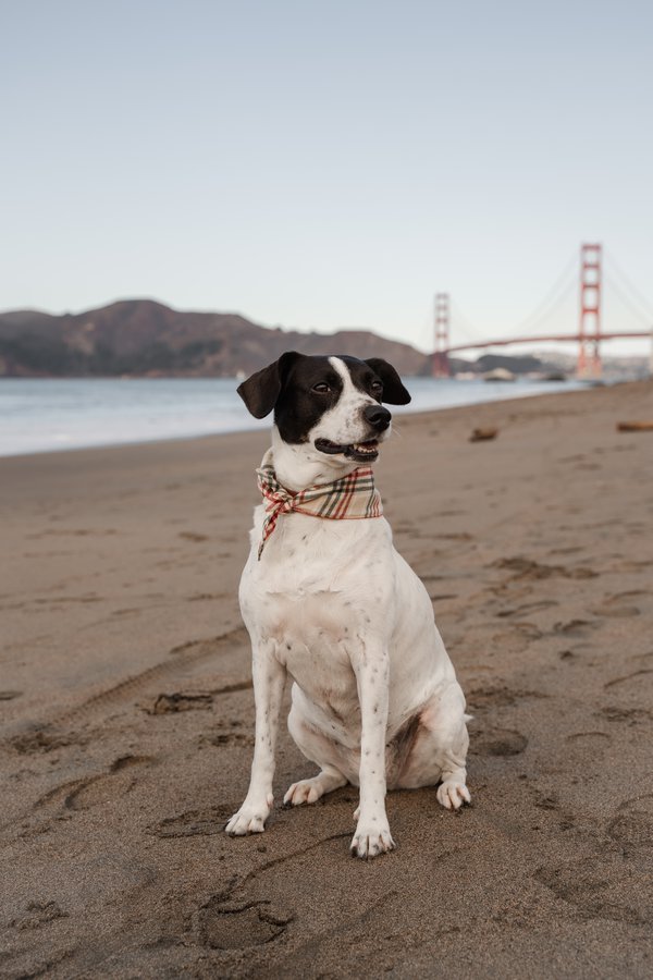 Pet example