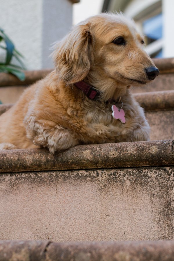 Pet example