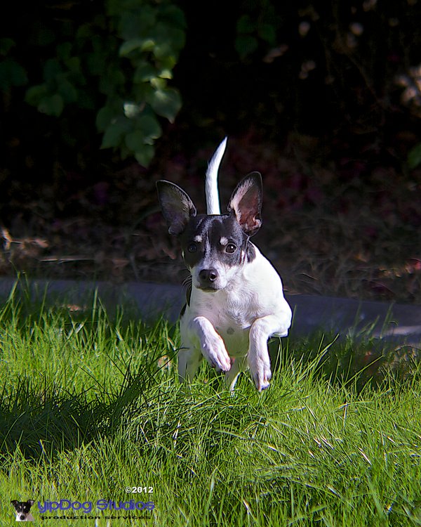 Pet example