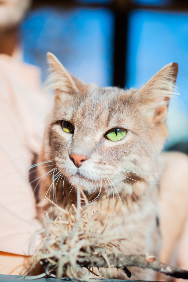 Pet example