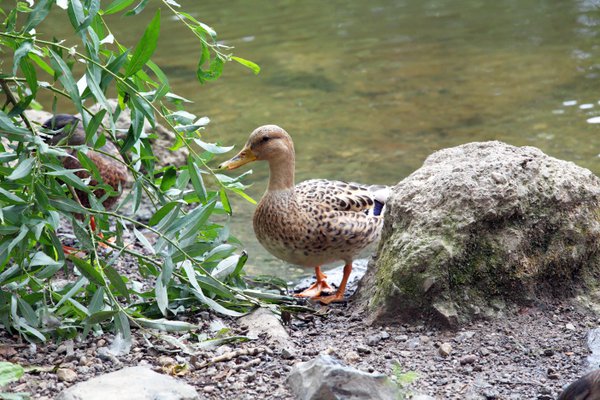 Pet example