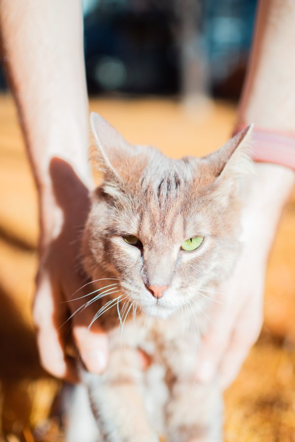 Pet example