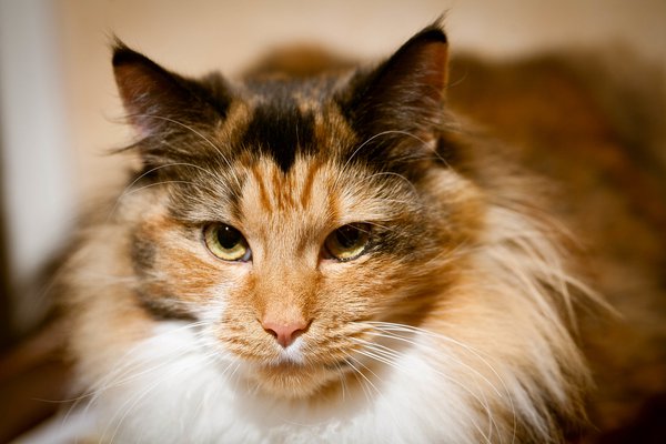 Pet example