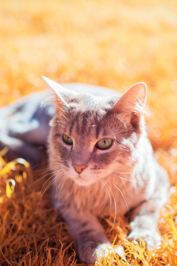 Pet example