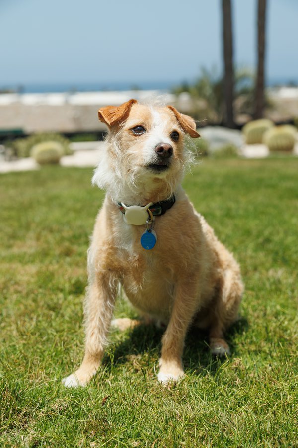 Pet example