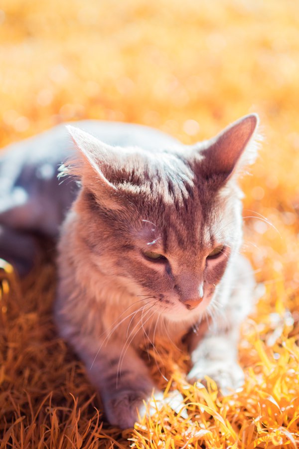 Pet example