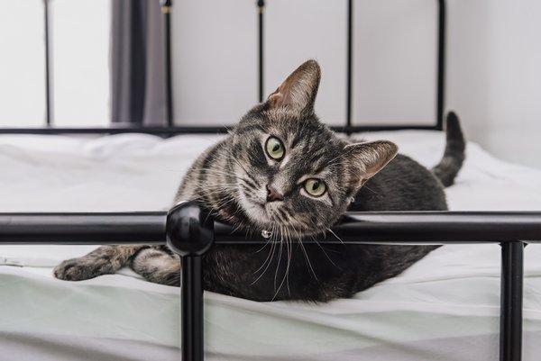 Pet example