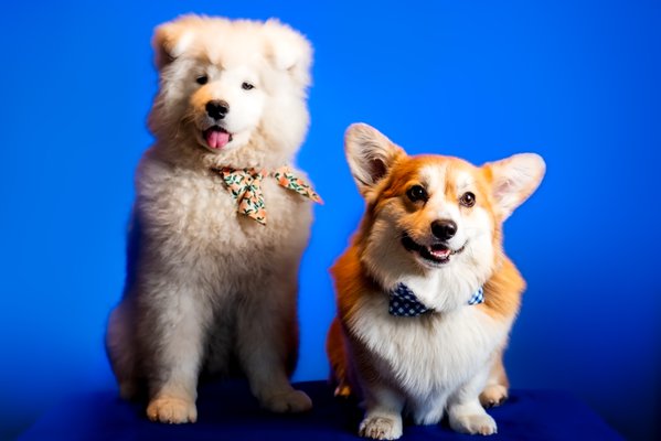Pet example
