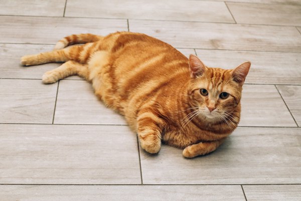 Pet example