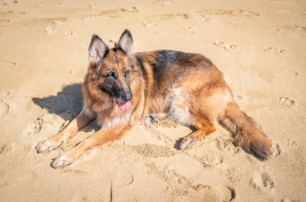 Pet example