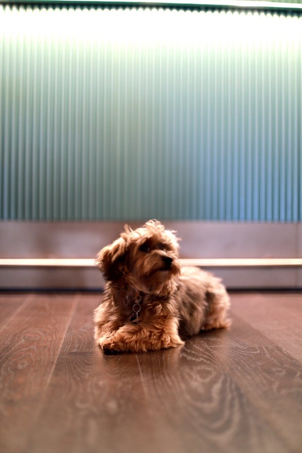 Pet example
