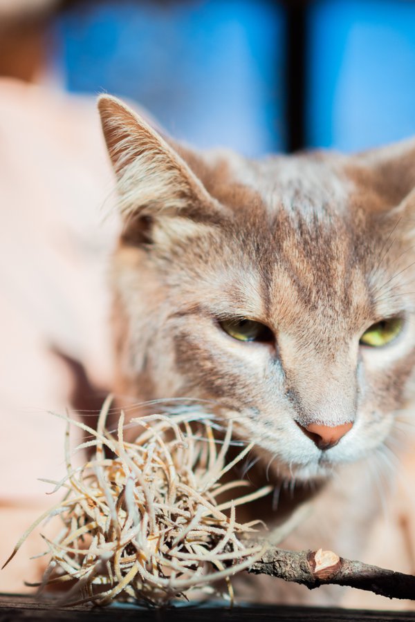 Pet example