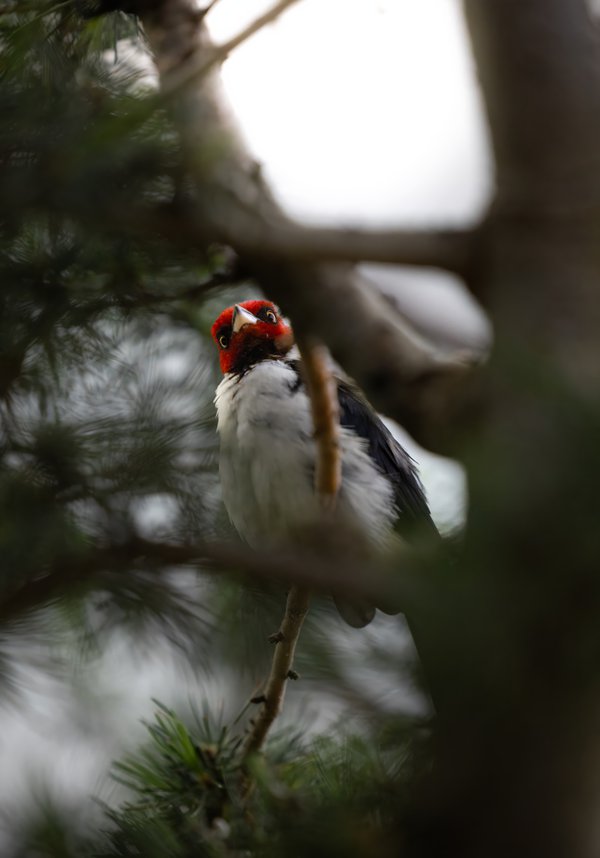 Pet example