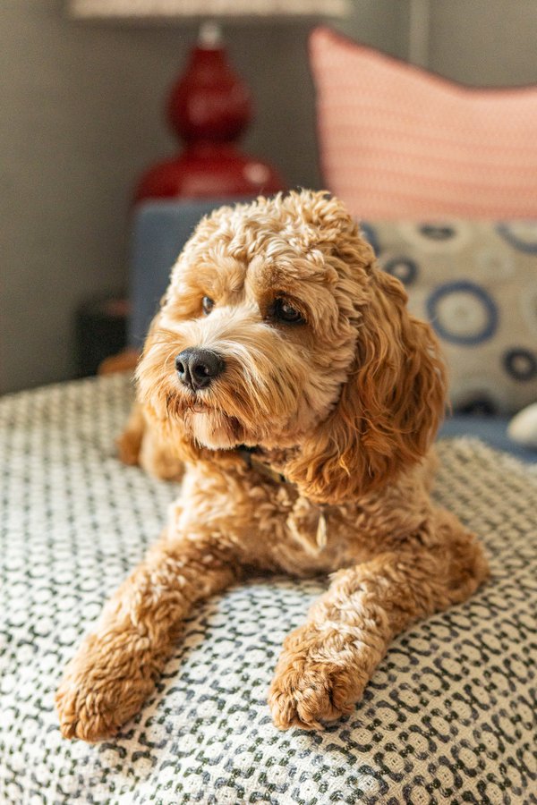 Pet example
