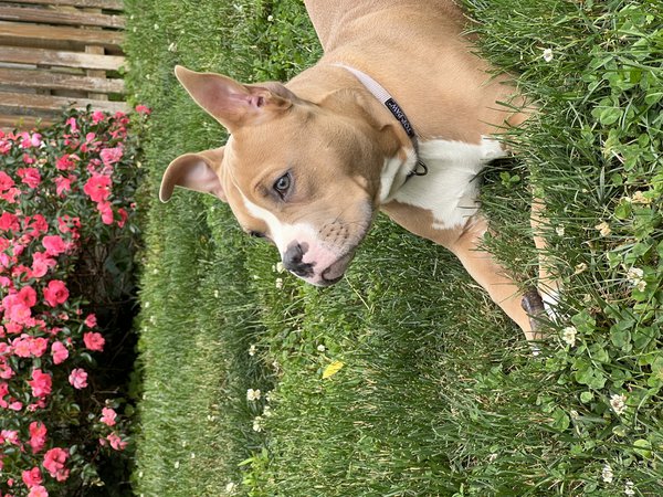 Pet example