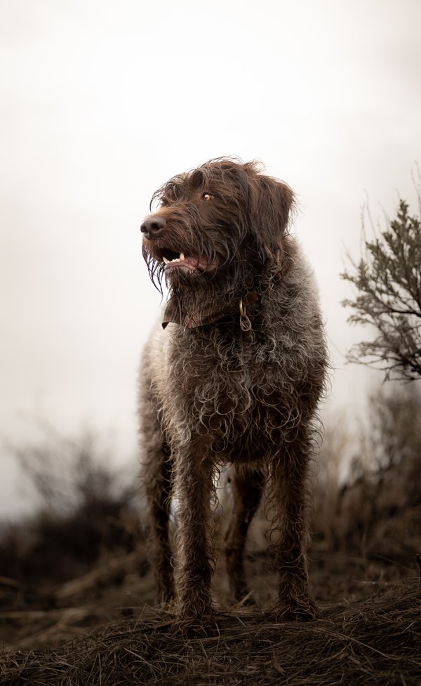 Pet example