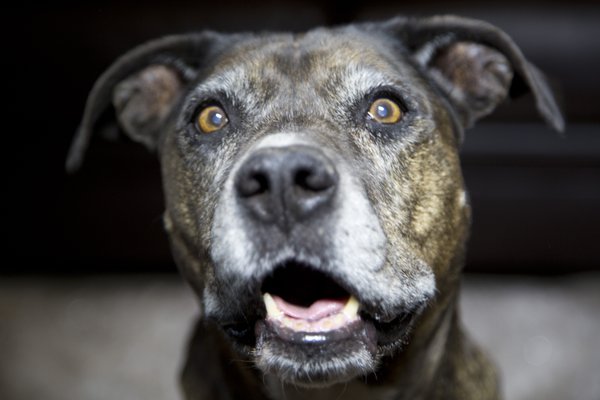 Pet example