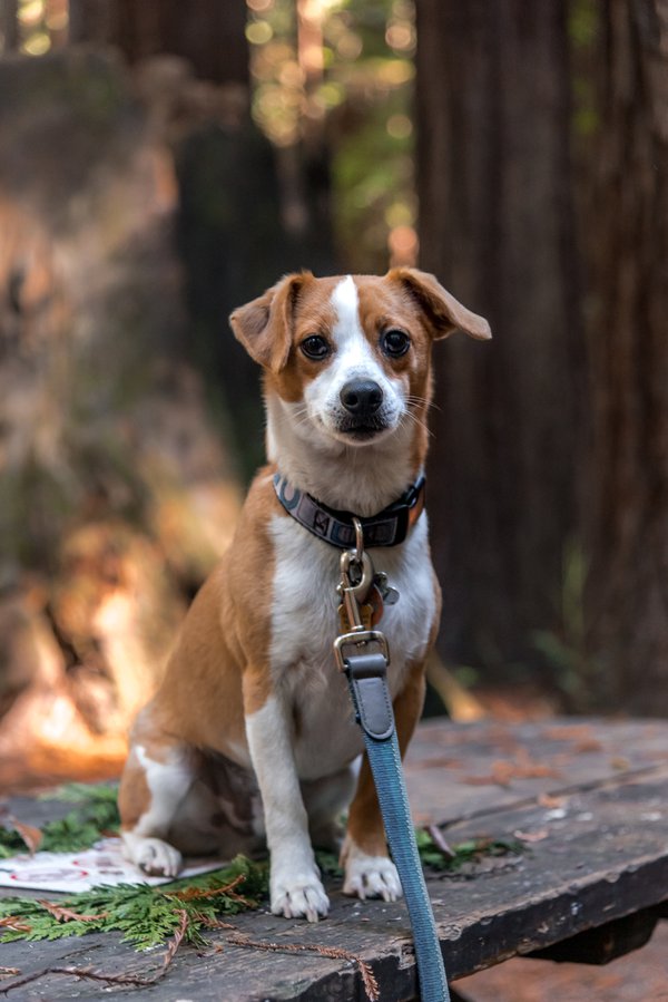 Pet example