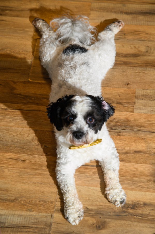 Pet example
