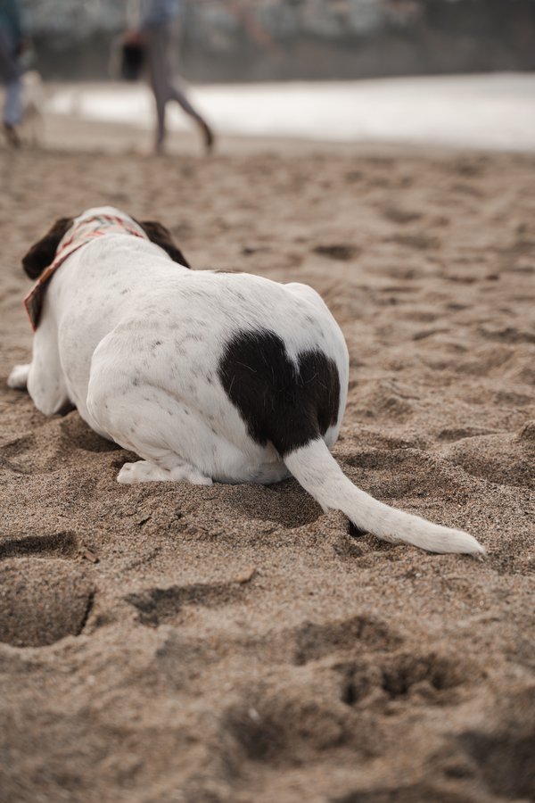 Pet example