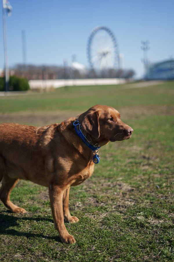 Pet example
