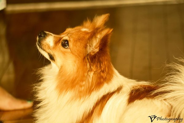 Pet example