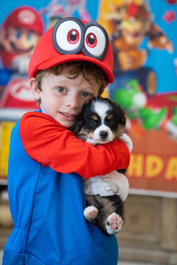 Pet example