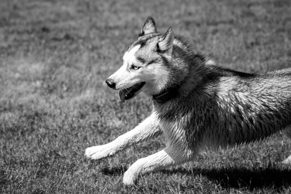 Pet example