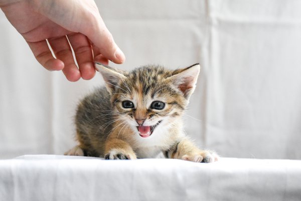 Pet example