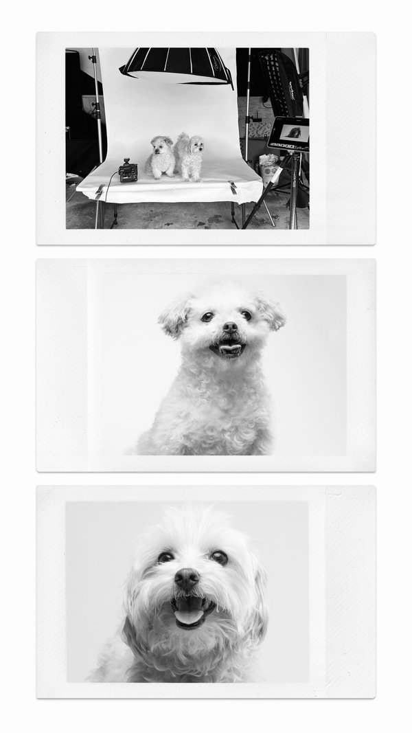 Pet example