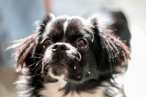 Pet example