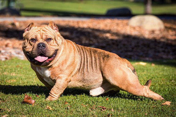 Pet example