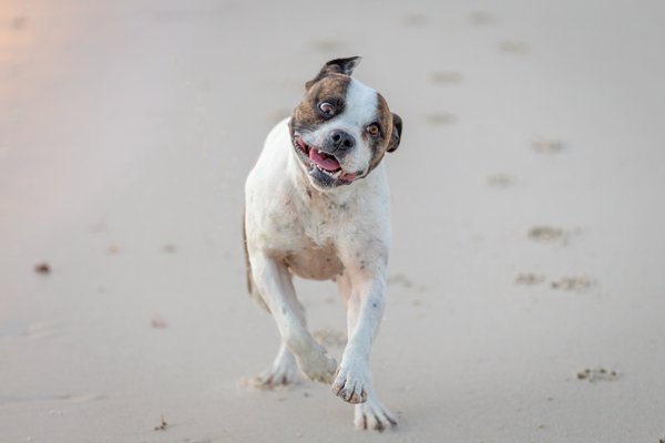 Pet example