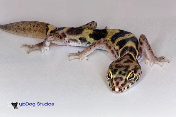 Pet example