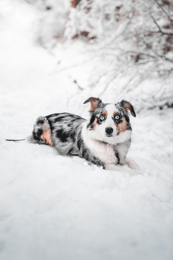Pet example