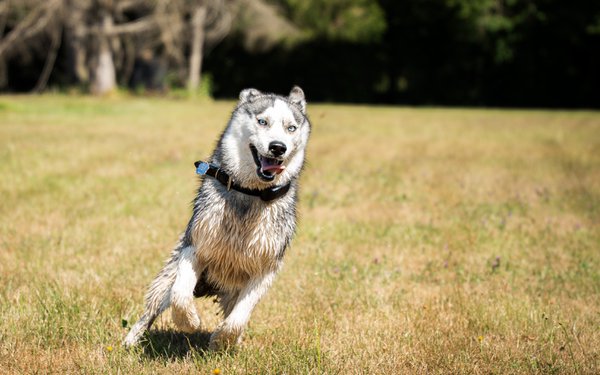 Pet example