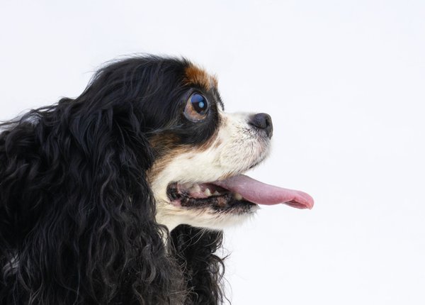 Pet example